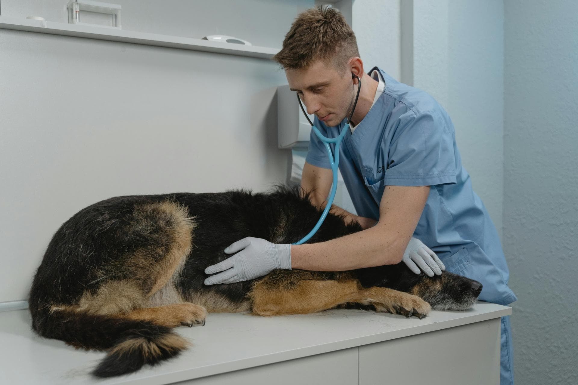 Best Vets in Bolton